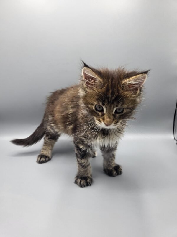 Willow | Male