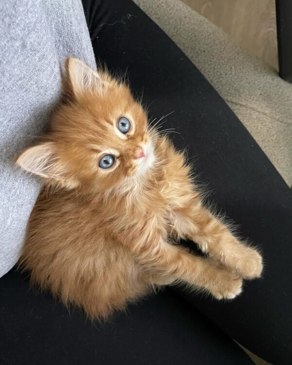 Charlie | Male