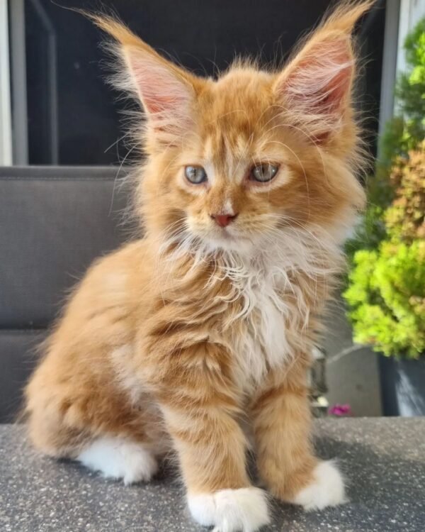 Yoda | Male